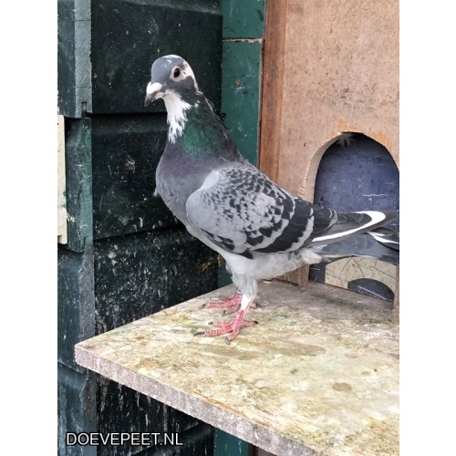 JvdR Koop 22 NL25-208 Duivin