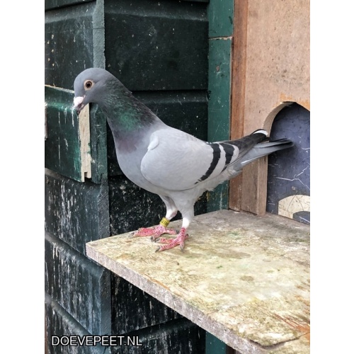 JvdR Koop 23 NL24-177 Duivin