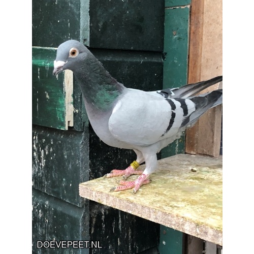 JvdR Koop 25 NL24-171 Duivin