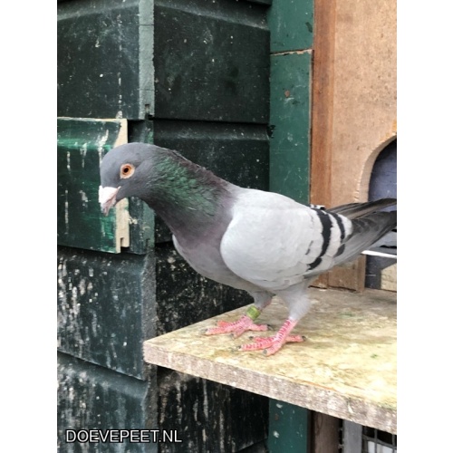 JvdR Koop 26 NL23-235