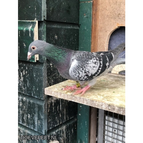 JvdR Koop 27 NL24-172 Duivin