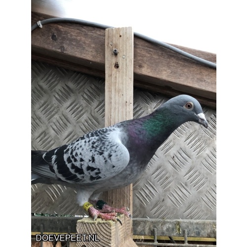 JvdR Koop 28 NL24-081 Doffer