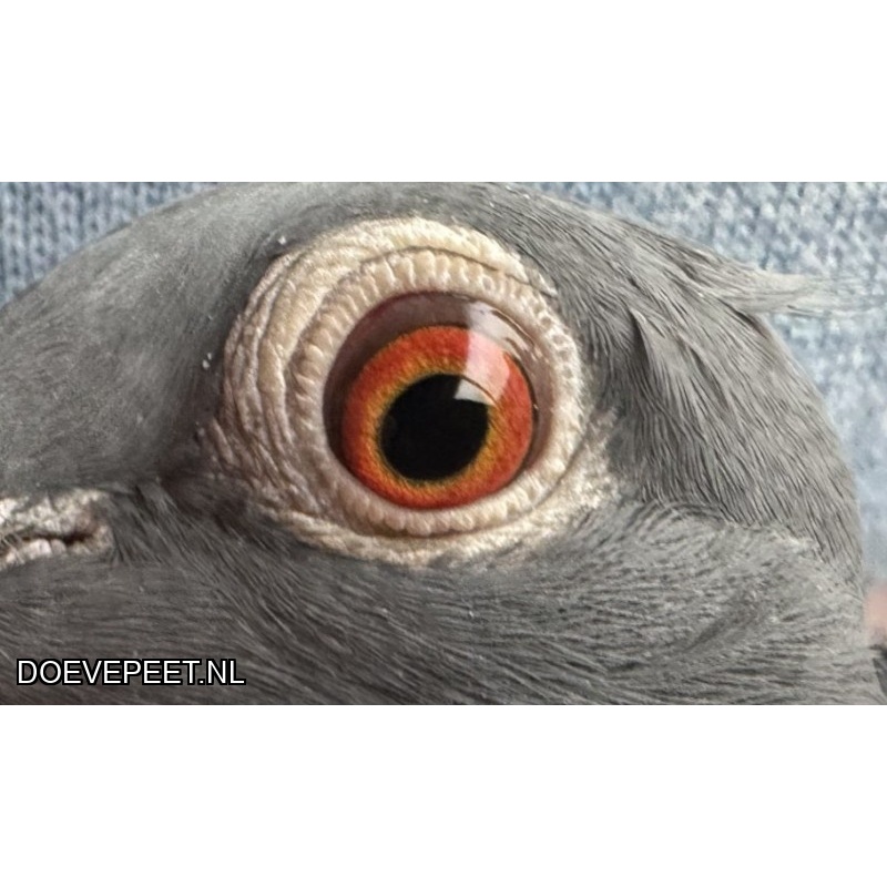 NG LOT 2 Thone, Leo Heremans en Goed Grijs