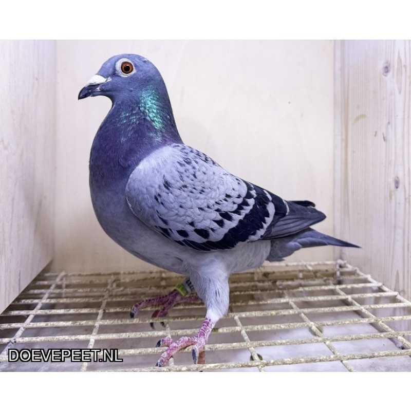 NG LOT 2 Thone, Leo Heremans en Goed Grijs