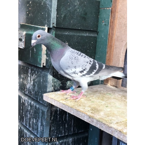 JvdR Koop 3 NL21-557 duivin