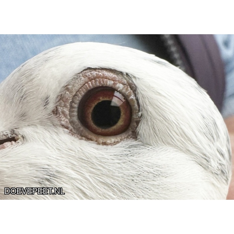 NG LOT 3 - Sushi x Candira 100% Jos Thone