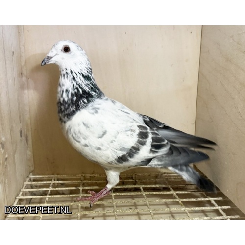 NG LOT 3 - Sushi x Candira 100% Jos Thone