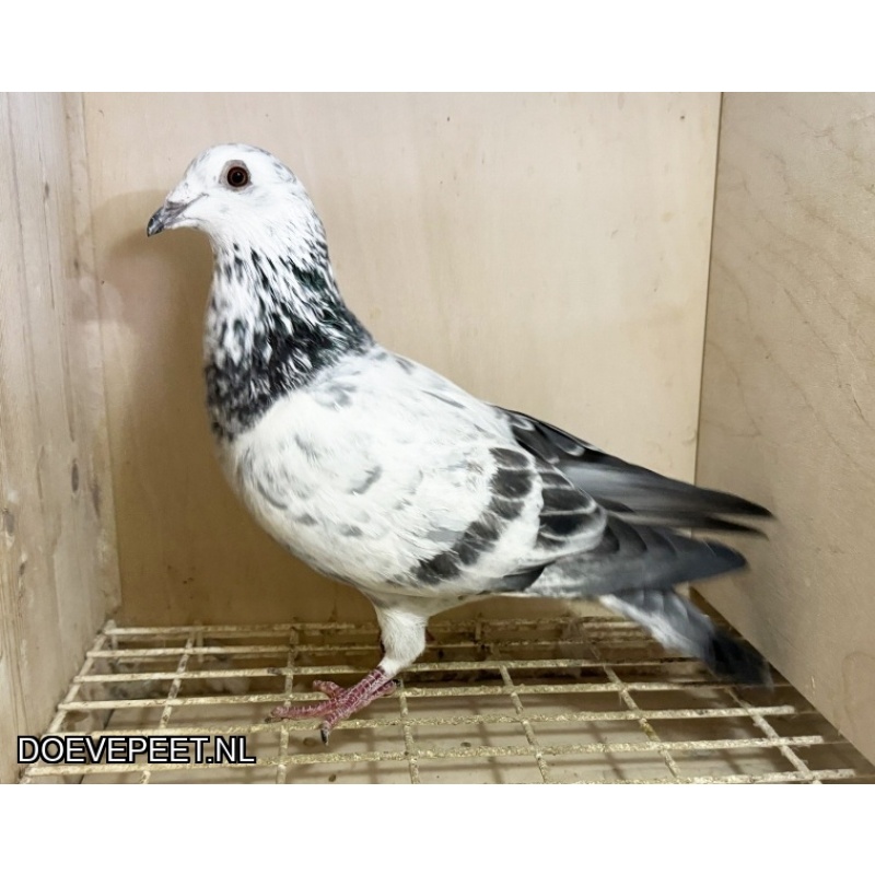 NG LOT 3 - Sushi x Candira 100% Jos Thone