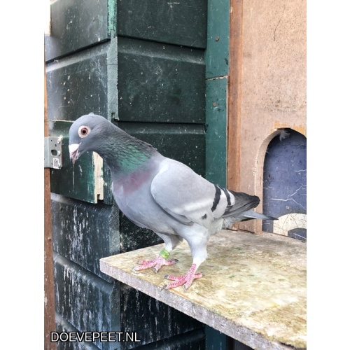 JvdR Koop 4 NL23-488 Doffer