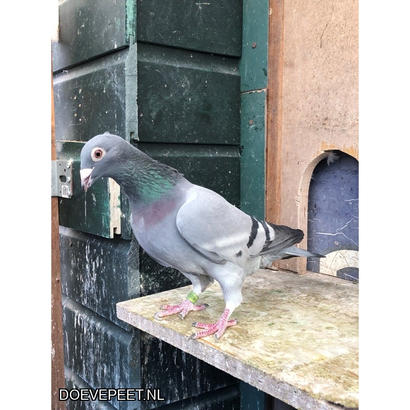 JvdR Koop 4 NL23-488 Doffer