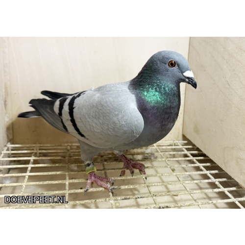 NG LOT 4 – Uit zoon Vechtmachine x Lady Best kittel