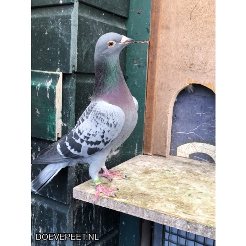 JvdR Koop 5 NL23-499 Duivin