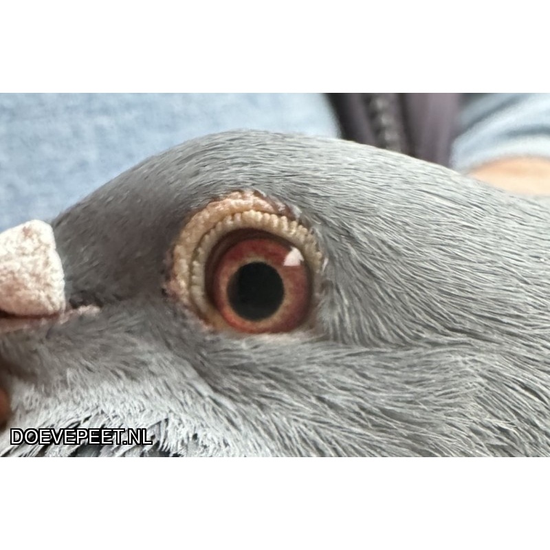 NG LOT 5 – Jos x Goed Grijs Velvet 50% Thone en 50% Goed Grijs