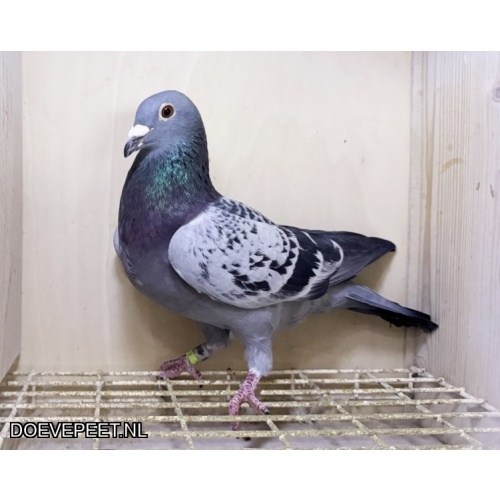 NG LOT 5 – Jos x Goed Grijs Velvet 50% Thone en 50% Goed Grijs