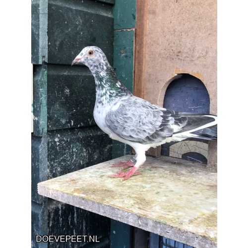 JvdR Koop 6 NL25-205 Duivin