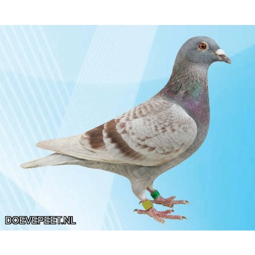 LOT 6 – JOS COOLS x WONDERKOPPEL