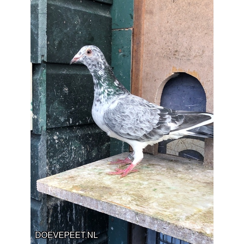 JvdR Koop 6 NL25-205 Duivin