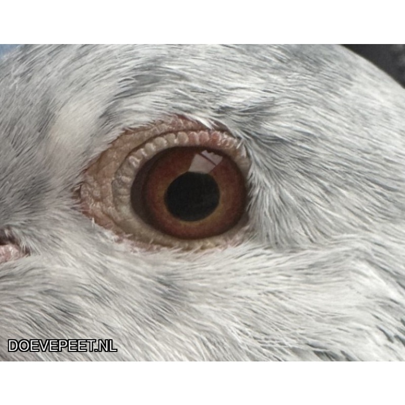 NG LOT 6 – Jos x Goed Grijs Velvet 50% Thone en 50% Goed Grijs