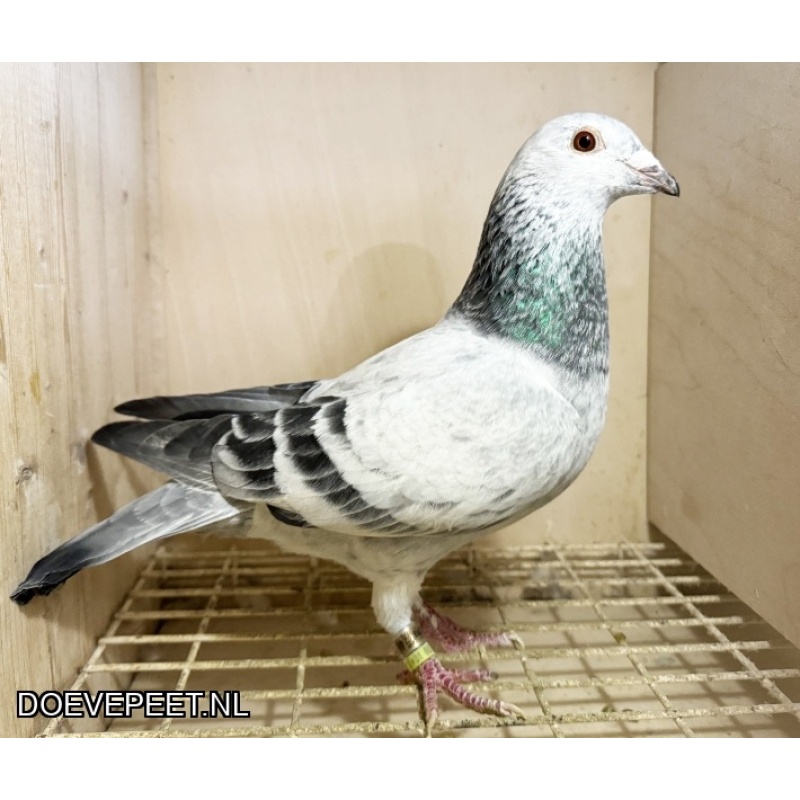 NG LOT 6 – Jos x Goed Grijs Velvet 50% Thone en 50% Goed Grijs