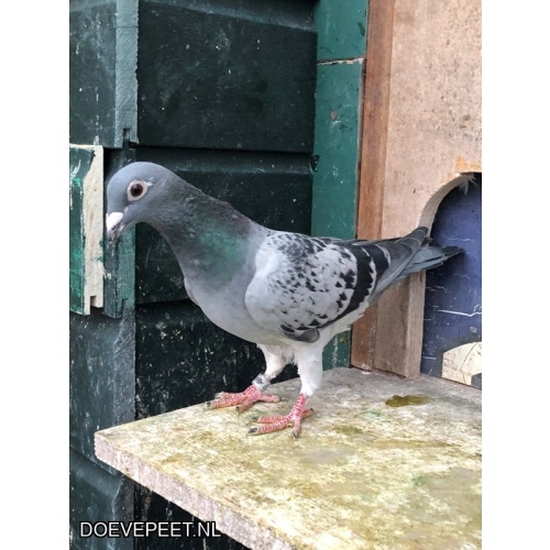 JvdR Koop 7 NL25-213 Duivin