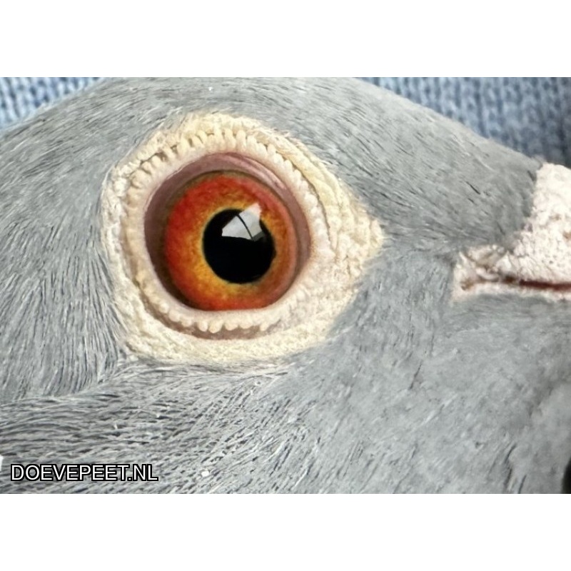 NG LOT 7 – Jos Thone x Leo Heremans