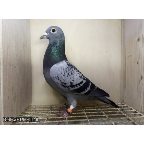 NG LOT 7 – Jos Thone x Leo Heremans