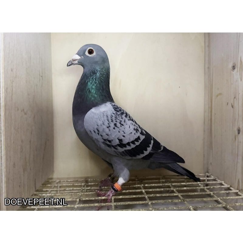 NG LOT 7 – Jos Thone x Leo Heremans