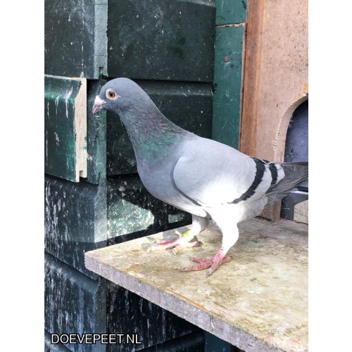 JvdR Koop 8 NL23-521 Doffer