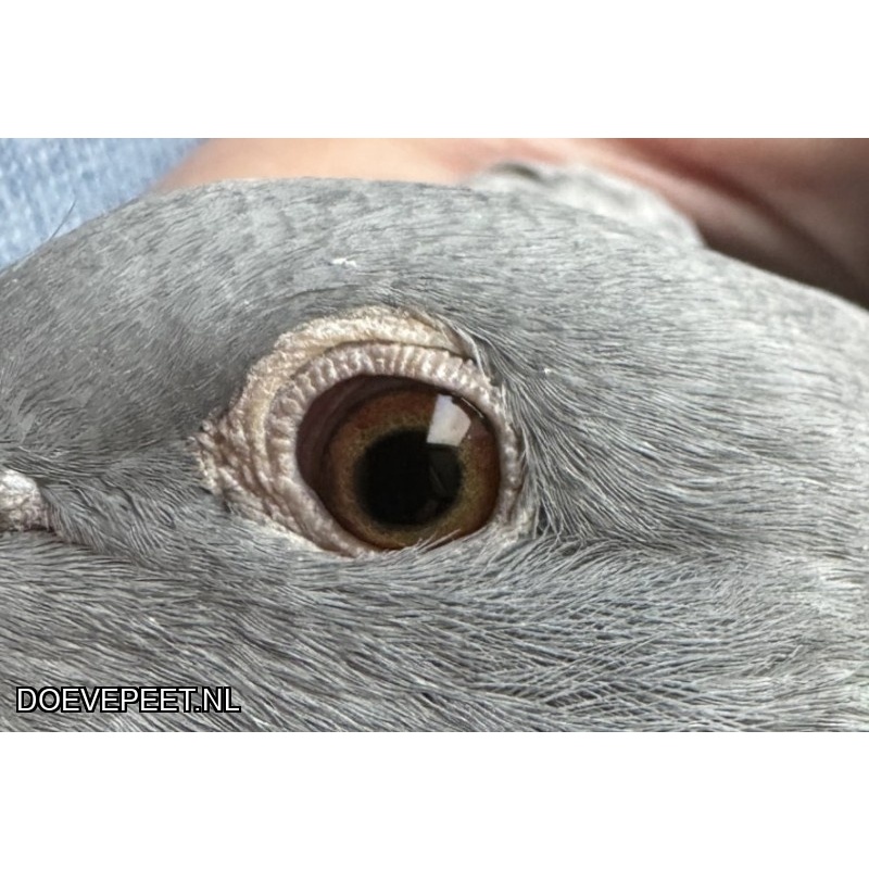 NG LOT 8 -  Zus 1e Asduif OLR Ostwestfalen Derby 2025