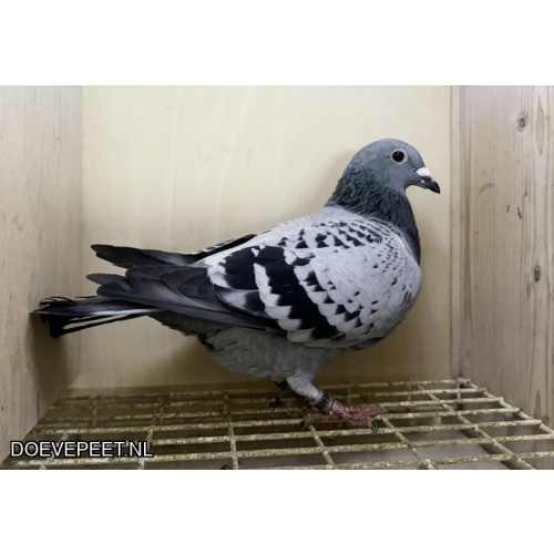 NG LOT 8 -  Zus 1e Asduif OLR Ostwestfalen Derby 2025