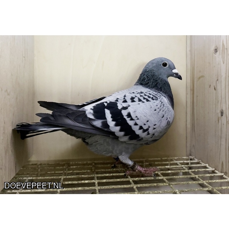 NG LOT 8 -  Zus 1e Asduif OLR Ostwestfalen Derby 2025