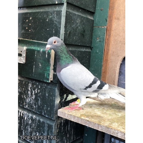 JvdR Koop 9 NL24-148 Duivin