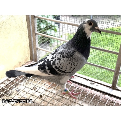 LOT 9 – OLYMPIC RICO x WONDERKOPPEL