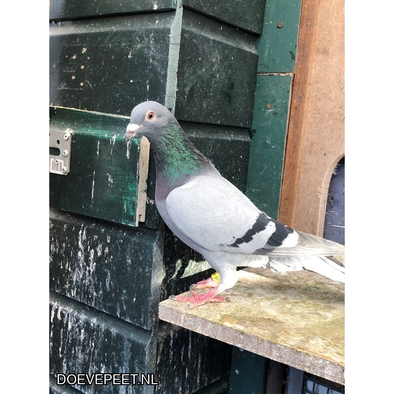 JvdR Koop 9 NL24-148 Duivin