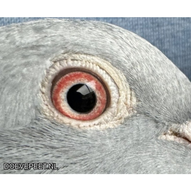 NG LOT 9 uit superkoppel PRICELESS x THE BITCH