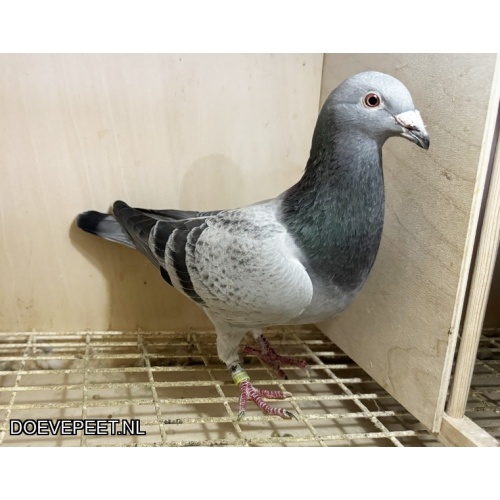 NG LOT 9 uit superkoppel PRICELESS x THE BITCH