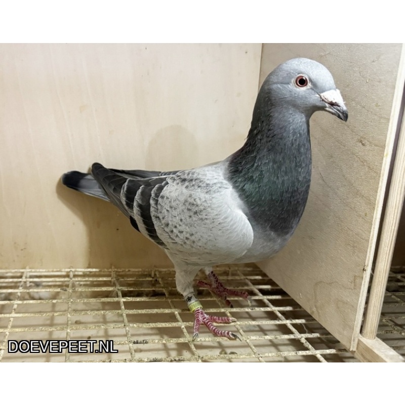 NG LOT 9 uit superkoppel PRICELESS x THE BITCH