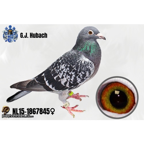 GH Koop 1 NL15-1867845 Duivin.