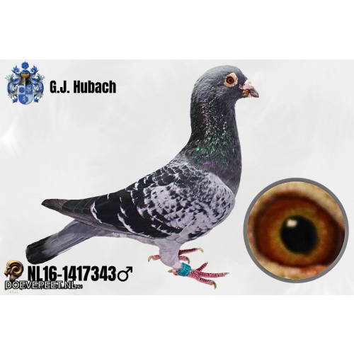 GH Koop 2 NL16-1417343 Doffer.