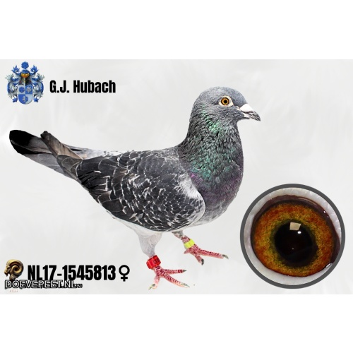 GH Koop 3 NL17-1545813 Duivin.