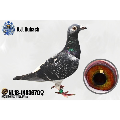 GH Koop 4 NL18-1483670 Duivin Inteelt Zwart Goud Jellema.