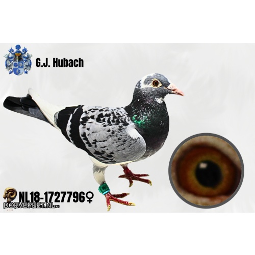 GH Koop 8 NL2018-1727796 Duivin