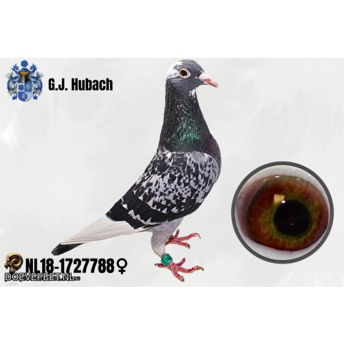 GH Koop 7 NL18-1727788 Duivin