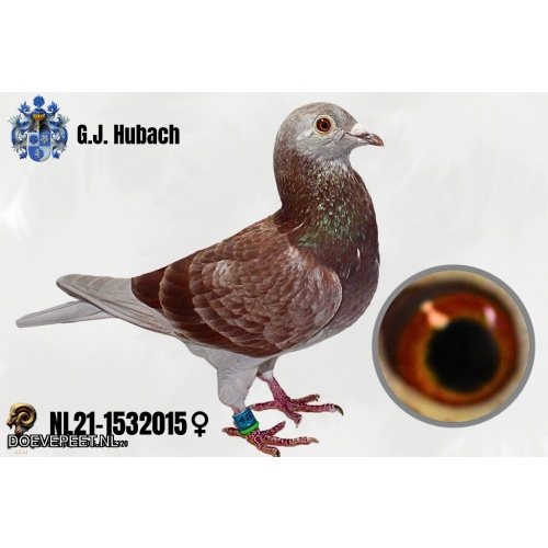 GH Koop 9 NL21-1532015 Duivin