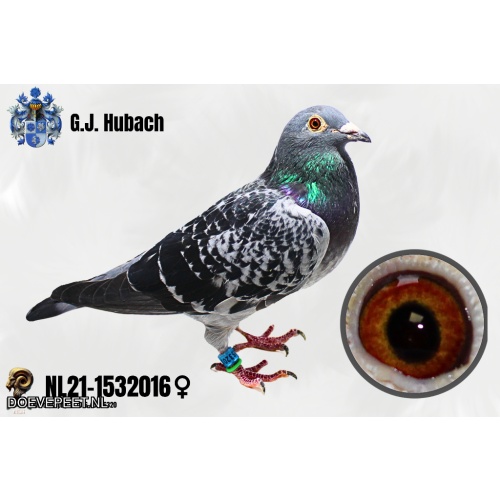 GH Koop 10  NL21-1532016 Duivin,