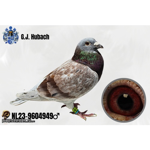 GH Koop 12 NL23-9604949 Doffer,