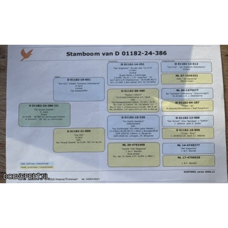 Koop 3: Heinrich Gent uit Tichelwarf schenkt  nog een jong Laatjong 2026.