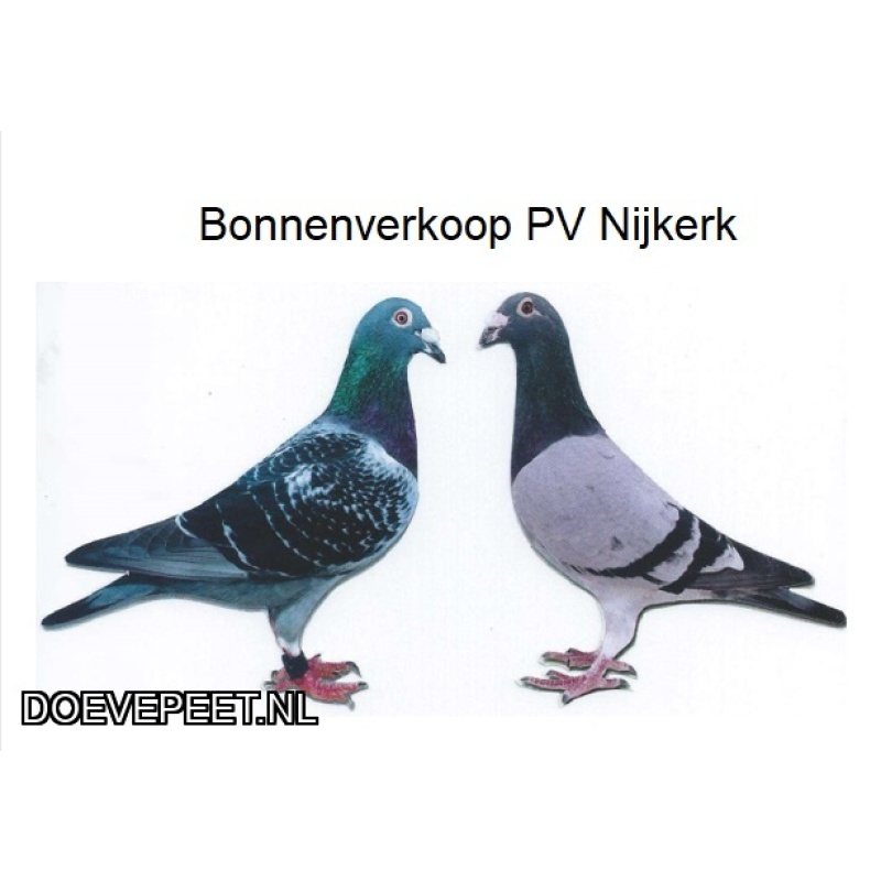 1134 Bon  1.15 R. & S. van Gameren, Houten – 1 jonge duif 2026