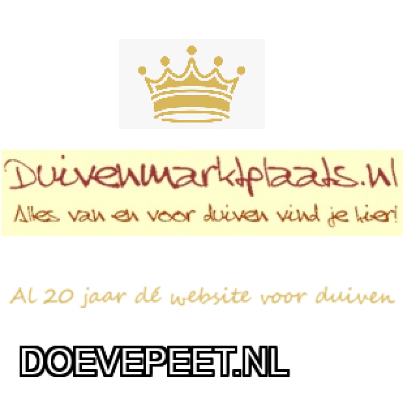 DMP Bon 40 Wim Willemsen – Hengelo – 1 jonge duif i.o. of eitjes vliegers